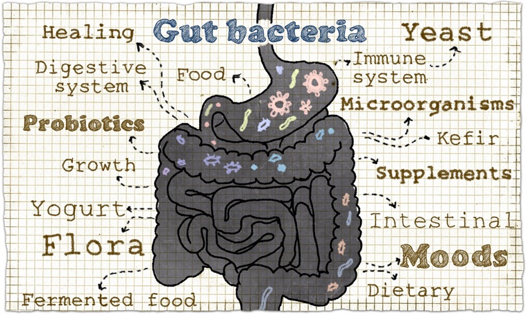 Bettering Smartly-being with Intestine Well being Dietary supplements A Complete Information